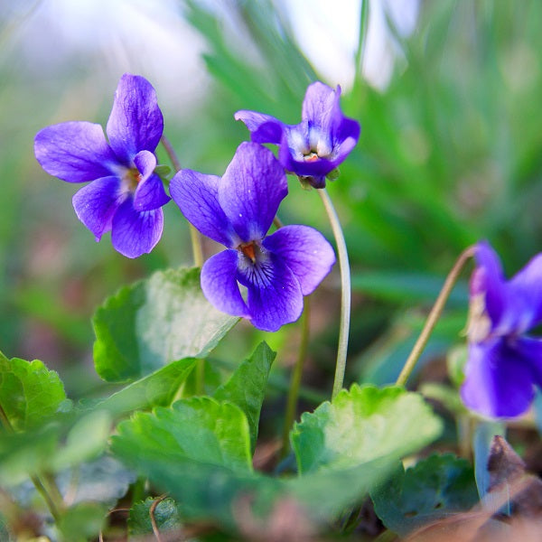 バイオレットリーフ | エッセンシャルオイル 精油 | アローム