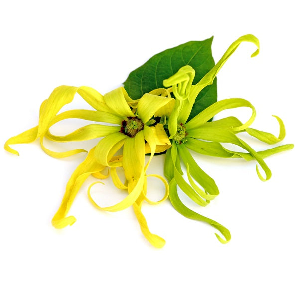 イランイラン I | エッセンシャルオイル 精油 | アローム＆パルファン