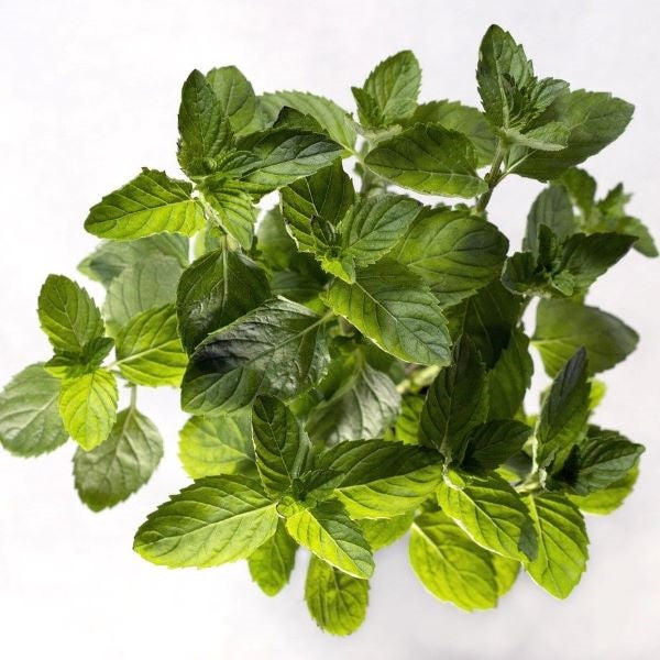 のんの様　プラナロム スペアミント他　合計7点　精油 のんの様 プラナロム スペアミント他 合計7点 精油