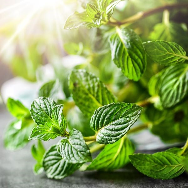 ミントアメリカ産 | エッセンシャルオイル 精油 | アローム