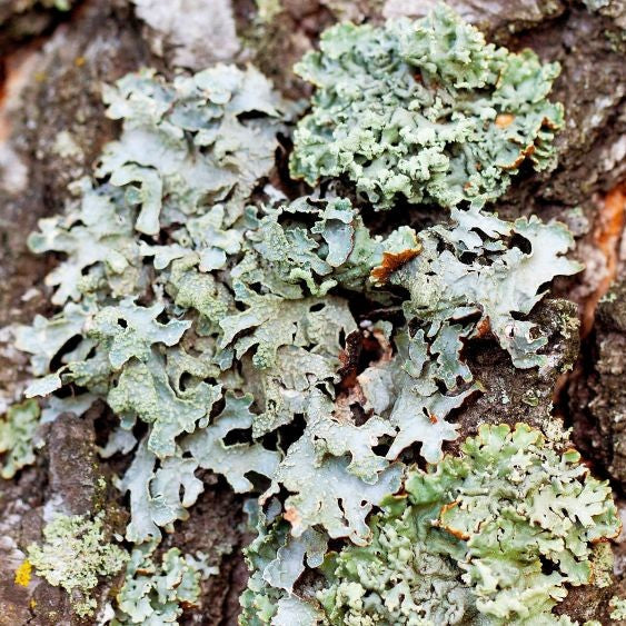 ほのかにスモーキーな秋の香り