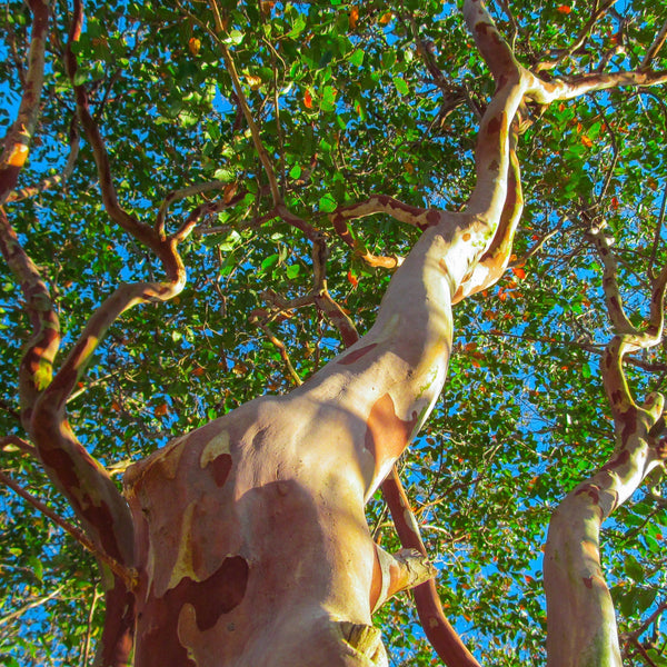 芳香豊かでスパイシーな秋の香り