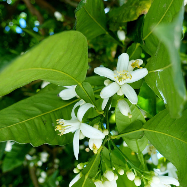 秋の穏やかな果実の香り