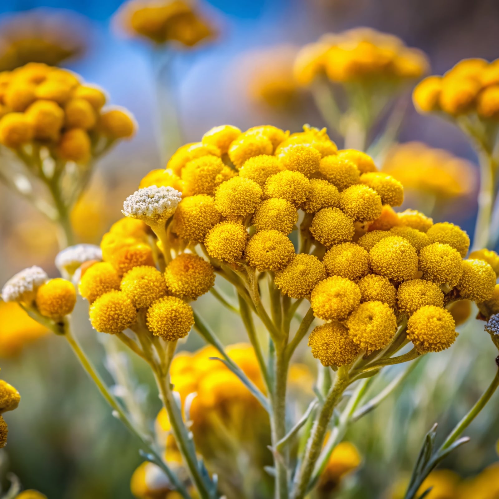 ヘリクリサム（イモーテル） | エッセンシャルオイル 精油 | アローム