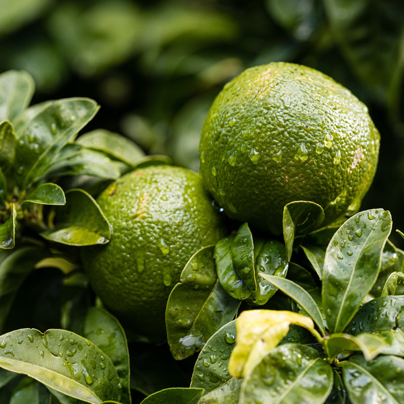 プチグレン - E. PETIT GRAIN