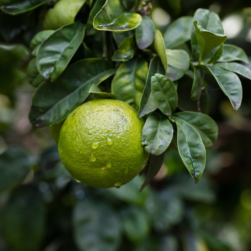 プチグレン - E. PETIT GRAIN