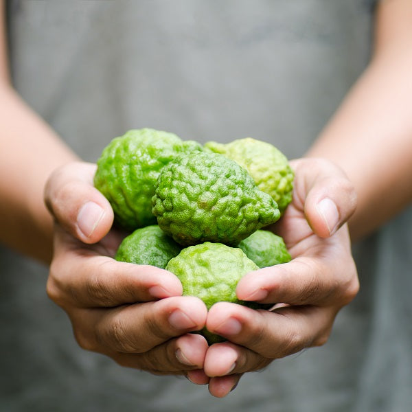 ベルガモットFCF | エッセンシャルオイル 精油 | アローム＆パルファン