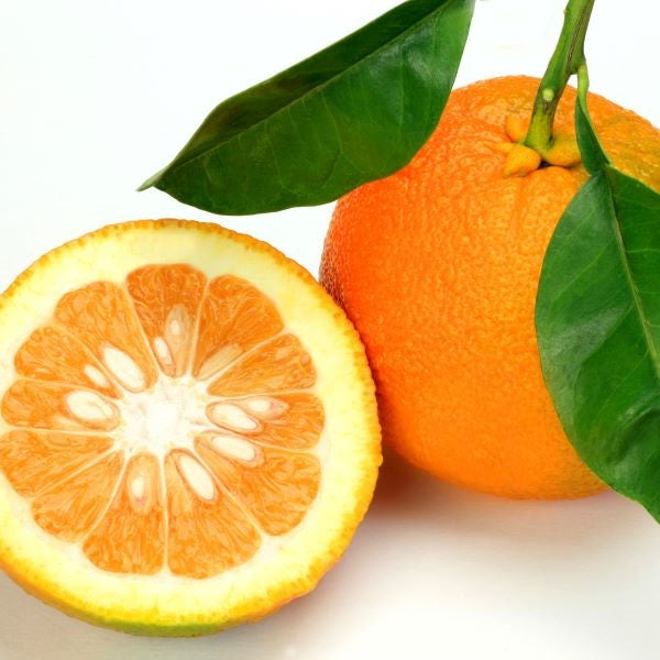ビターオレンジ